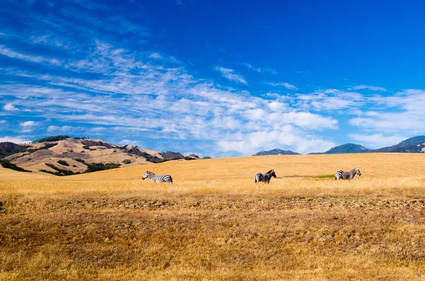 Trois zèbres sous le soleil d'été de Californie — Photo