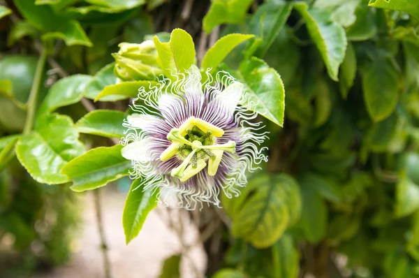 Flor exótica Passiflora — Foto de Stock