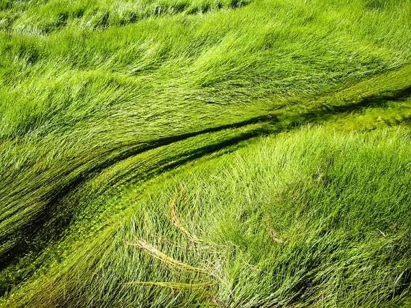 Vloeiende grassen — Stockfoto