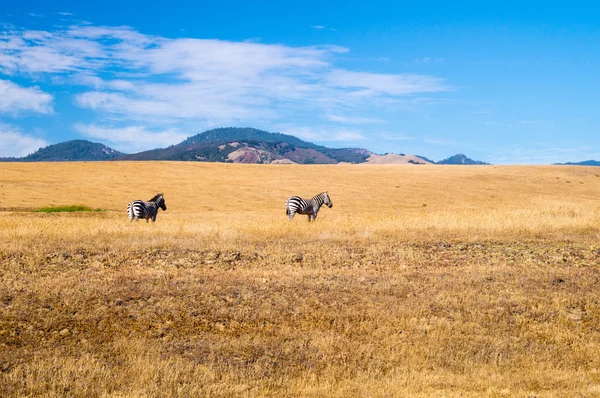 Californie Rêver pour deux Zèbres — Photo