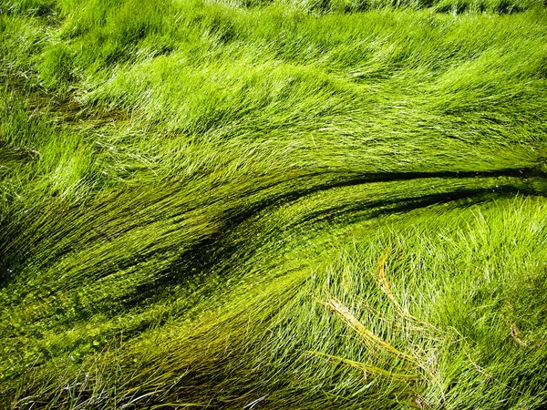 Gras in thermische rivieren van Yellowstone — Stockfoto