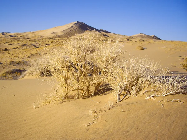 干燥的沙漠植物 — 图库照片
