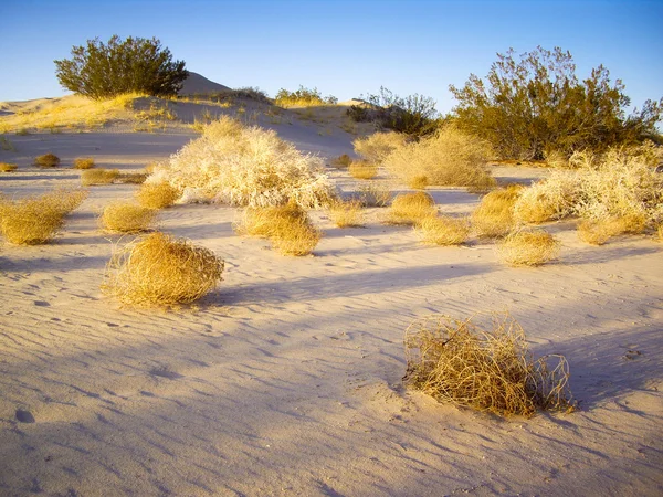 モハーベ砂漠の tumbleweeds よ ストック写真