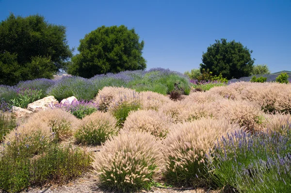 夏にカリフォルニアの柔らかい草 — ストック写真
