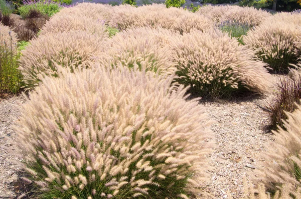 Grasses of California — Stock Photo, Image