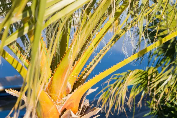 Spiney palm fronds — Stock Photo, Image