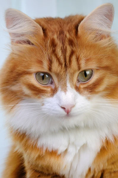 Rood-headed kat — Stockfoto