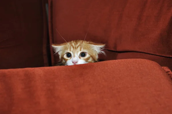 A Ginger kitten — Stock Photo, Image