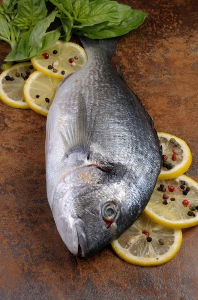 Raw fish Dorado — Stock Photo, Image