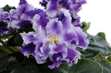 Önümüzdeki Menekşe