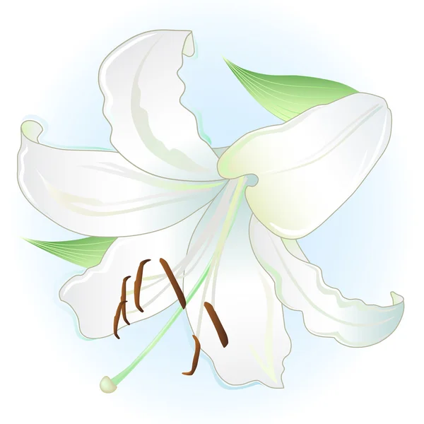 Witte vlakke leggen lily — Stockvector