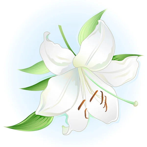 Witte vlakke leggen lily — Stockvector