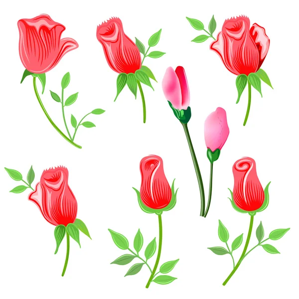Róże idealna gałązka z liśćmi zestaw — Wektor stockowy