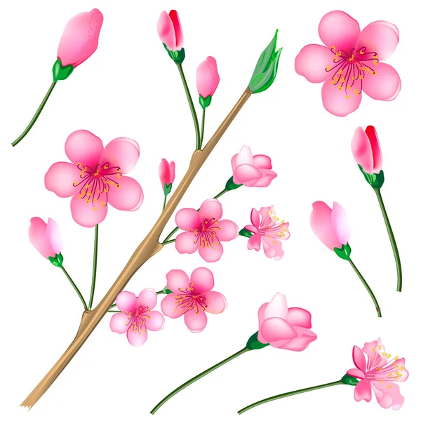 Sakura bloesem branch set — Stockvector