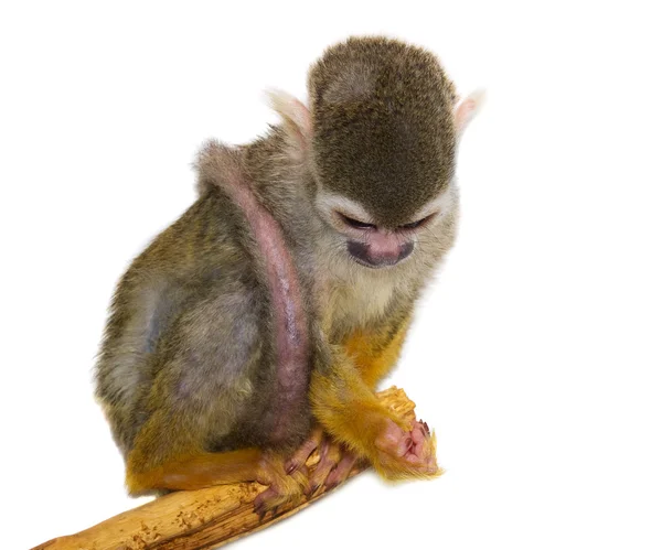 Maymun bir dalda oturur