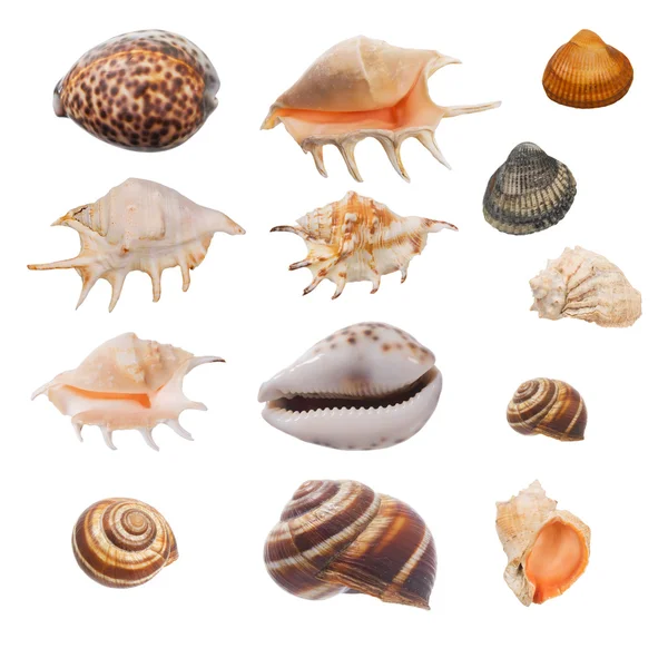 Set cockleshells