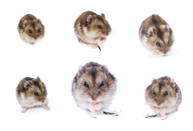 hamster