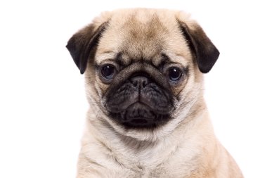 Beyaz arka plan üzerinde köpek pug