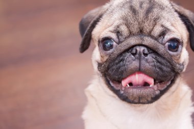 mutlu köpek yavrusu