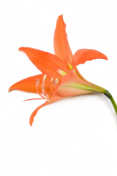 Kwiat hippeastrum hortorum — Zdjęcie stockowe