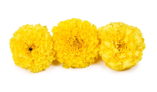 Üç sarı marigolds