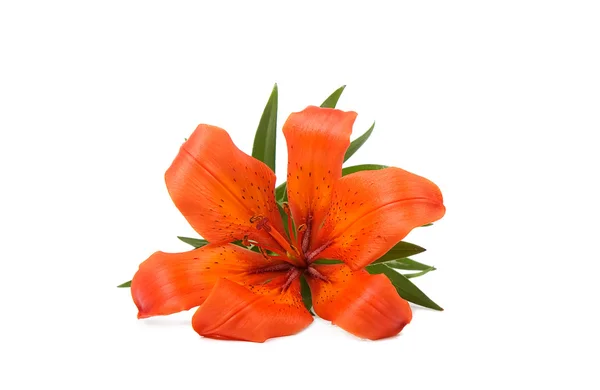 Lily z liści — Zdjęcie stockowe