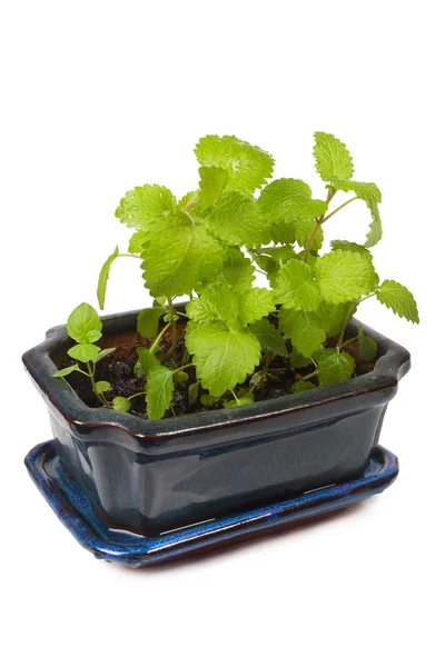 bir kap içinde nane