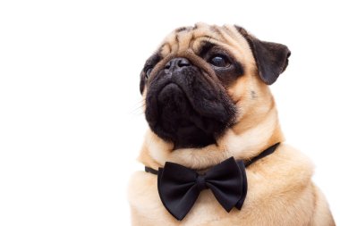 Kravat kelebek ile pug