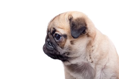 Genç köpek yavrusu pug