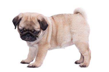 Genç köpek yavrusu pug