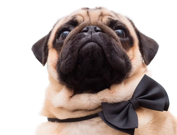 Kravat kelebek ile köpek