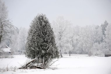 Kış orman manzarası