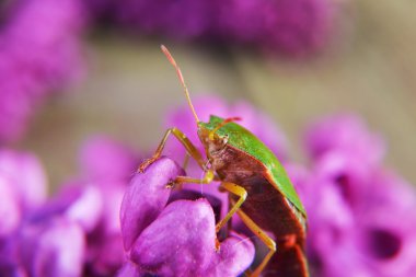 Menekşe leylak çiçekler