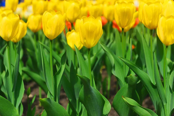 Beautiful yellow tulips — Stock Photo, Image