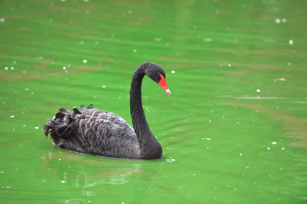 Black swan on water — Stock Photo, Image
