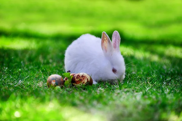 Белый кролик с яйцами — стоковое фото