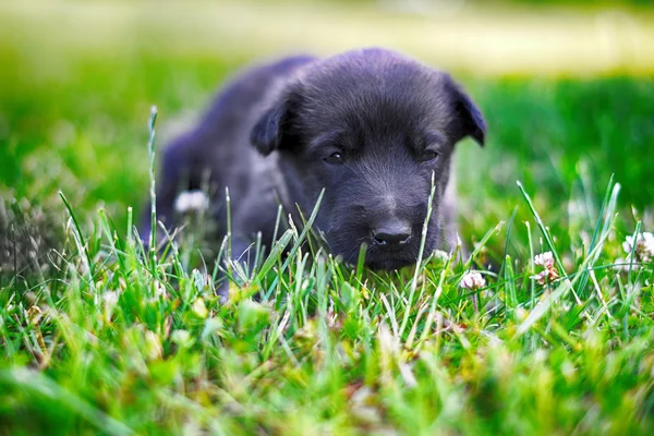 Filhote de cachorro jovem na grama verde — Fotografia de Stock