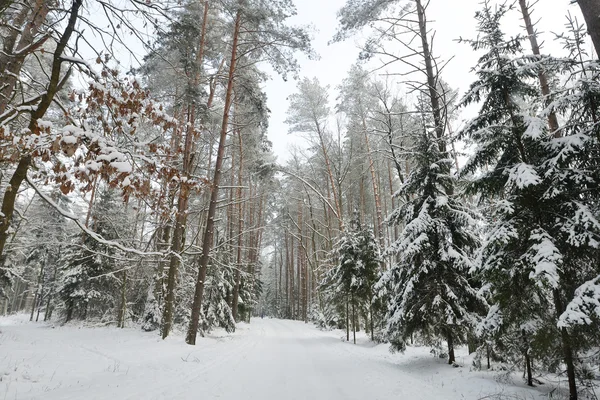 Paesaggio foresta invernale — Foto Stock