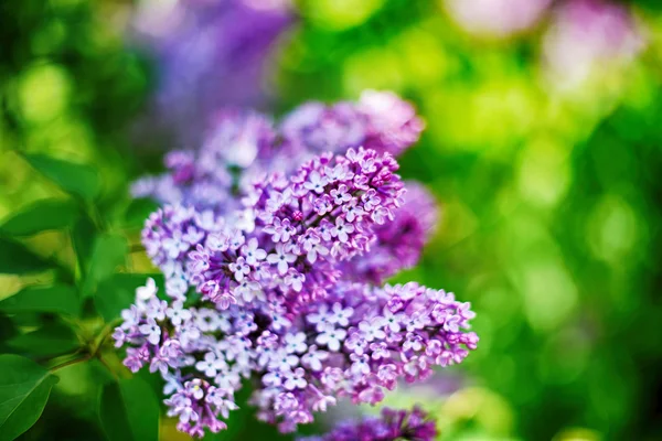 Beautiful branch of lilac — Stock Photo, Image