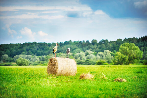 summer field of hay bales