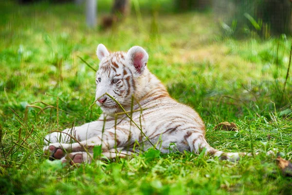 Тигры, лежащие на траве — стоковое фото