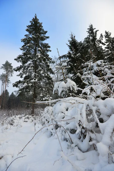Bosque de invierno paisaje —  Fotos de Stock
