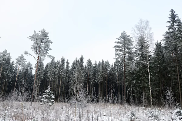 Paesaggio foresta invernale — Foto Stock