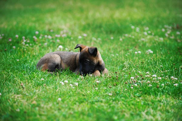 在绿色草地上的年轻小狗 — 图库照片