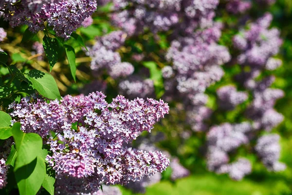 Flores lilás violeta — Fotografia de Stock