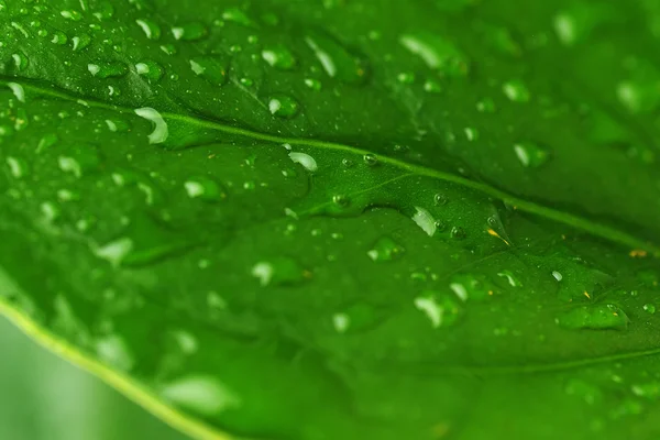 Foglia vegetale verde — Foto Stock