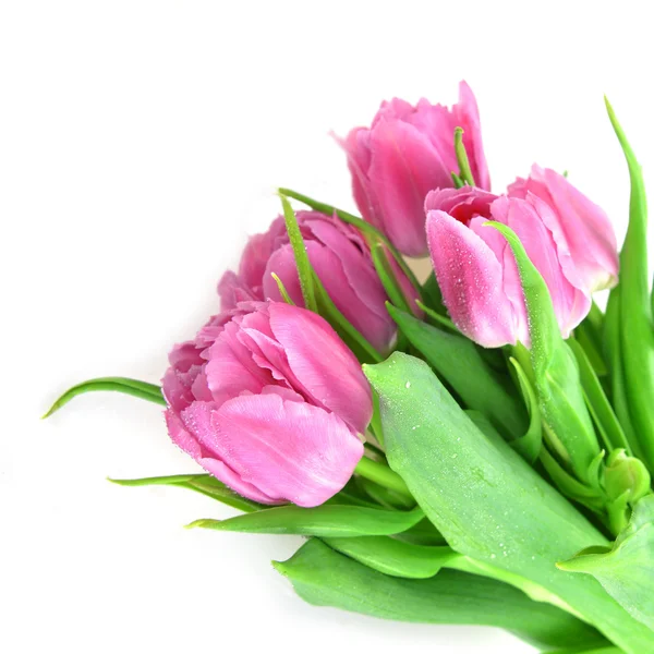 Bouquet of fresh pink tulips — Stock Photo, Image