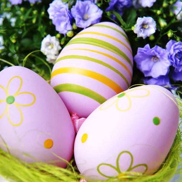 Campanula flowers and easter eggs — Stock Photo, Image