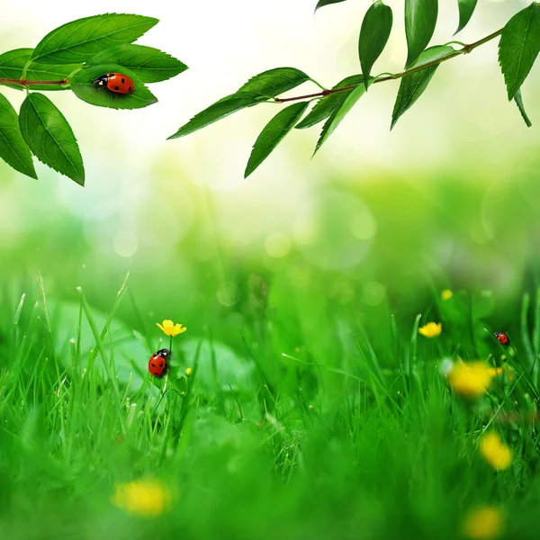 Sunny green field with ladybugs — Stock Photo, Image