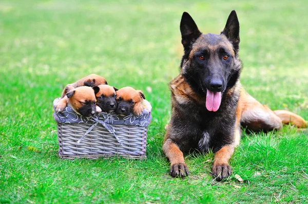 Belgian shepherd malinois with puppies — Stock Photo, Image